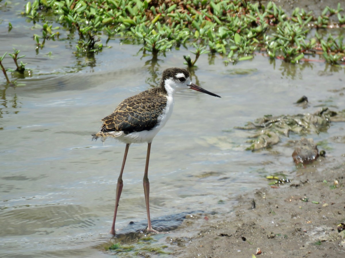 Black-necked Stilt - John van Dort