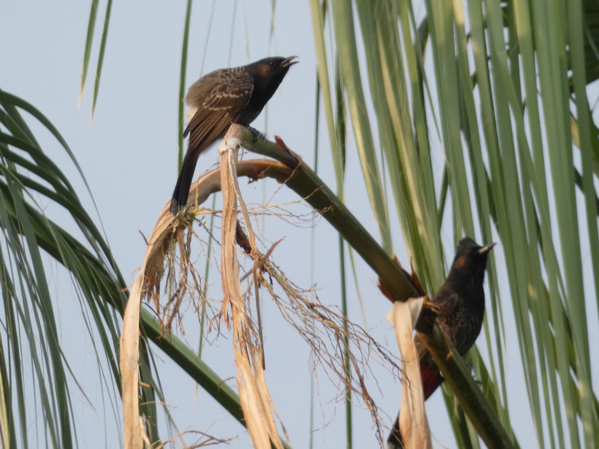 Red-vented Bulbul - ML109130791