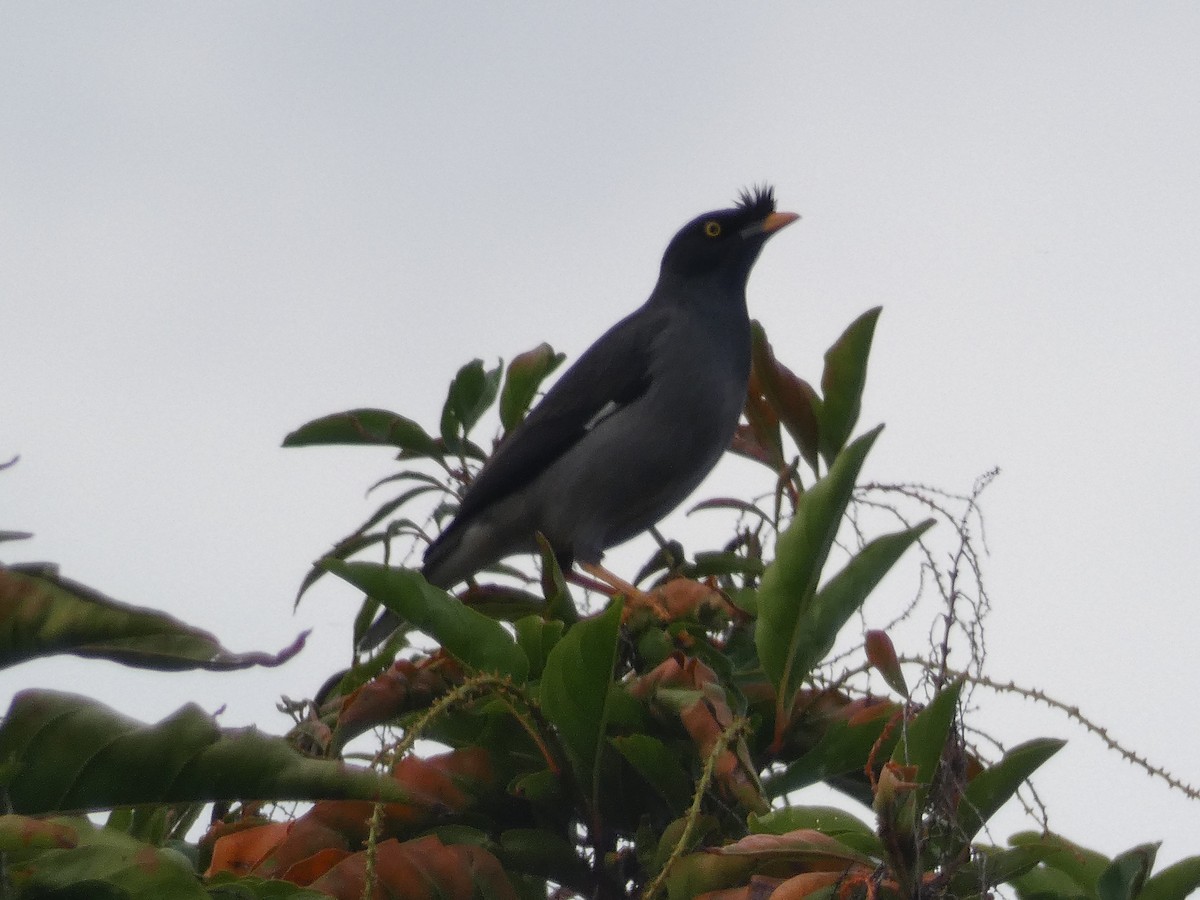 Jungle Myna - ML109130811