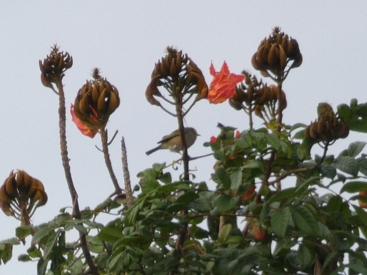 Zostérops à dos gris - ML109130831