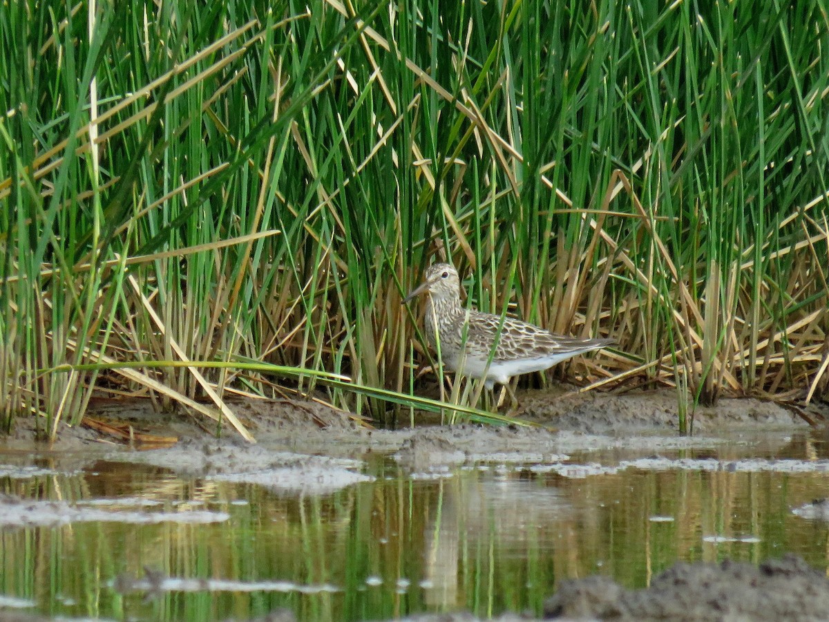 Bécasseau à poitrine cendrée - ML109131931