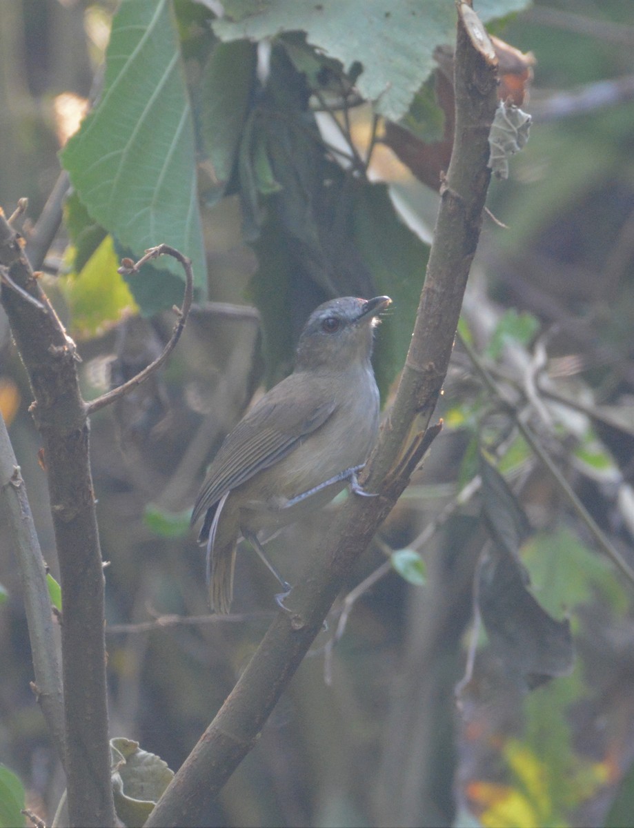 Horsfield's Babbler - ML109133141