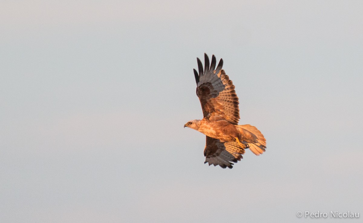 Long-legged Buzzard (Atlas) - Pedro Nicolau