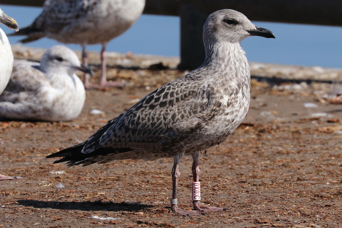 Silbermöwe (argentatus/argenteus) - ML109137091