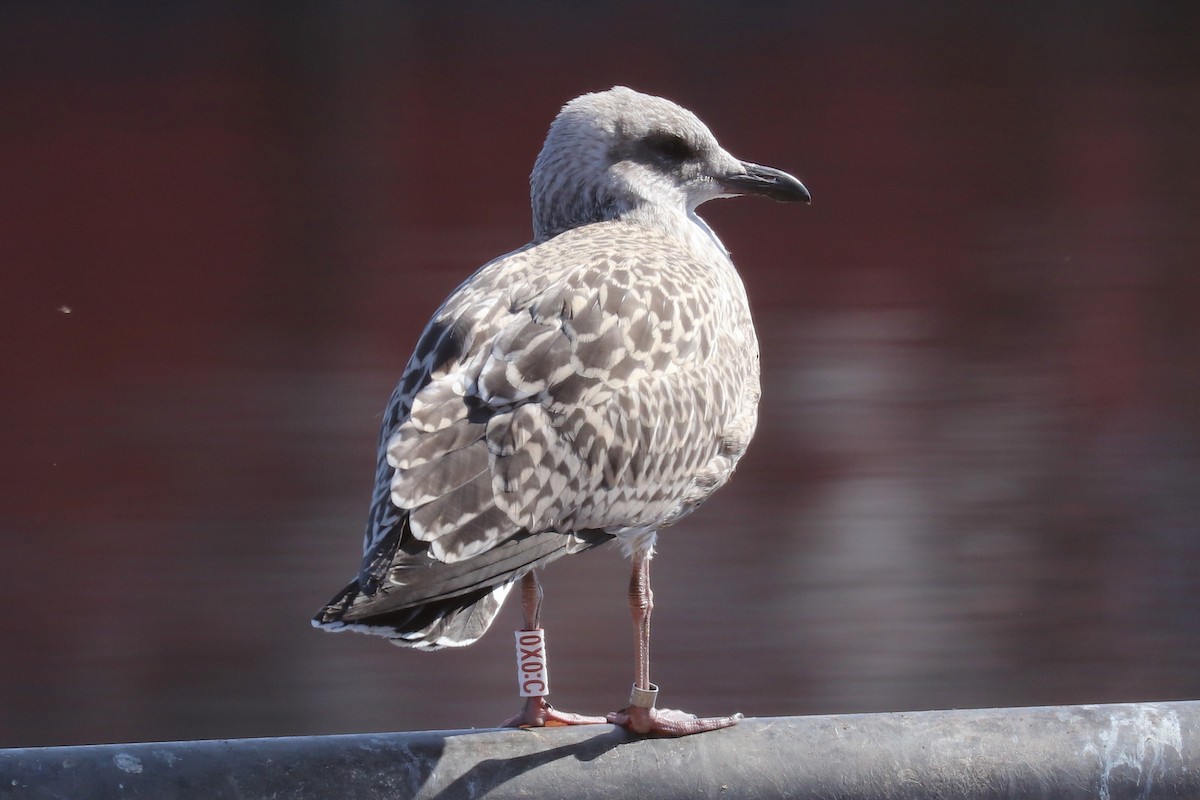 Goéland argenté (argentatus/argenteus) - ML109137101