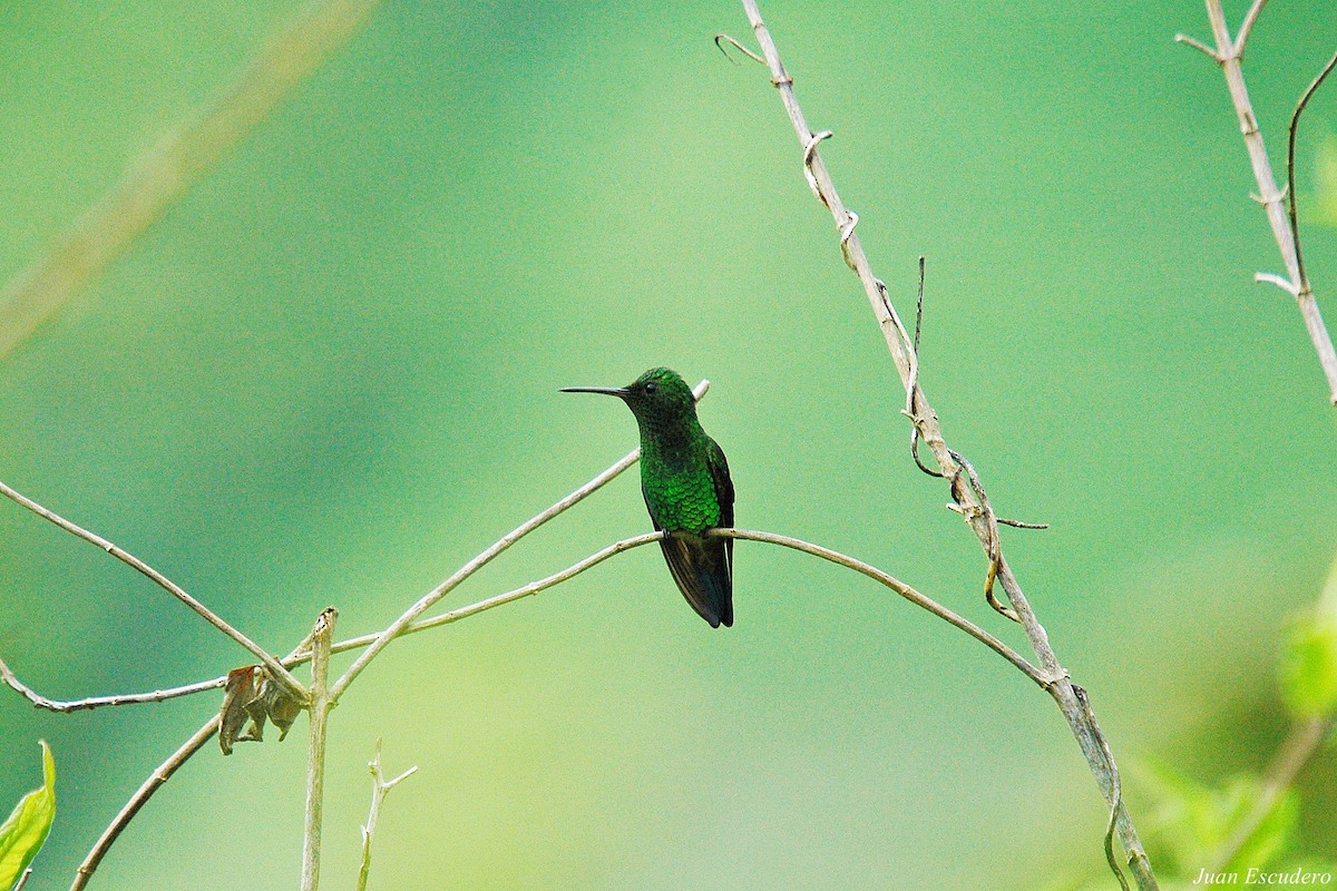 Copper-rumped Hummingbird - Juan Escudero