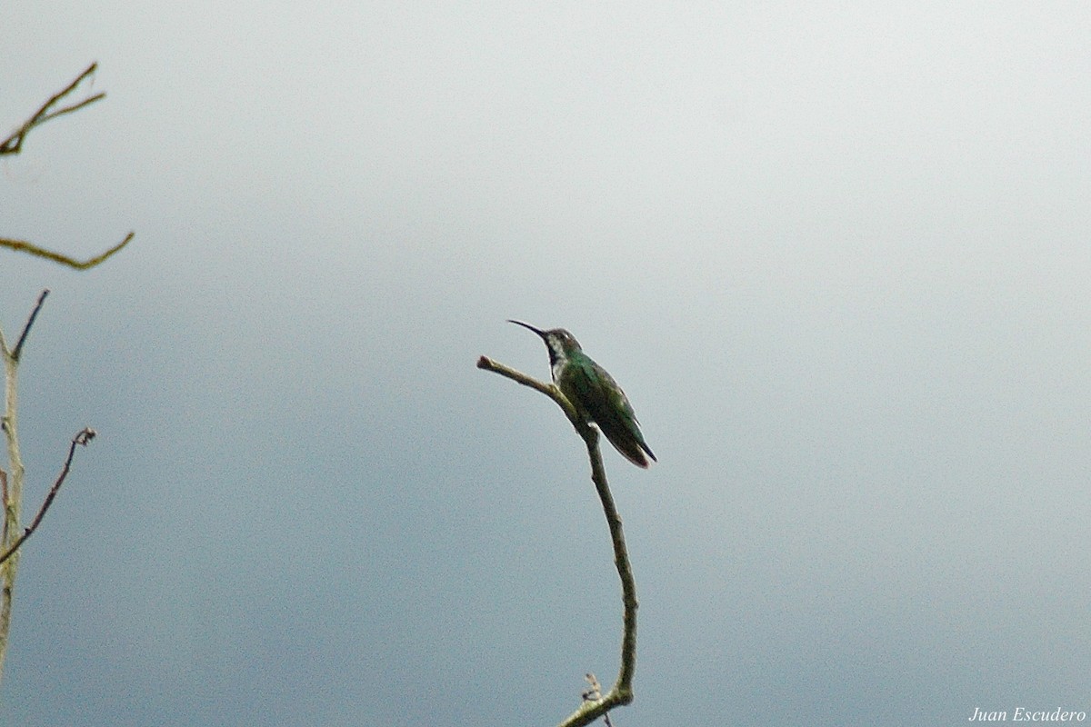 kolibřík tropický - ML109138581