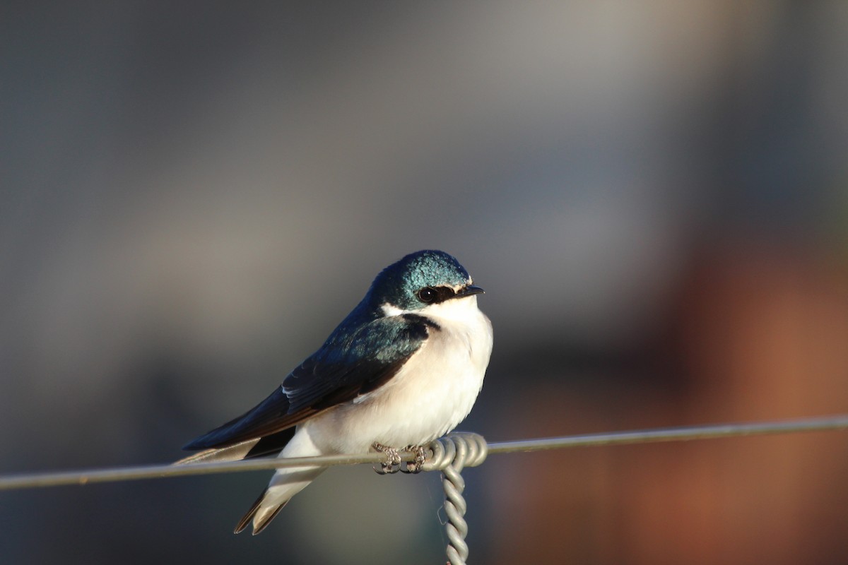 White-rumped Swallow - ML109139331