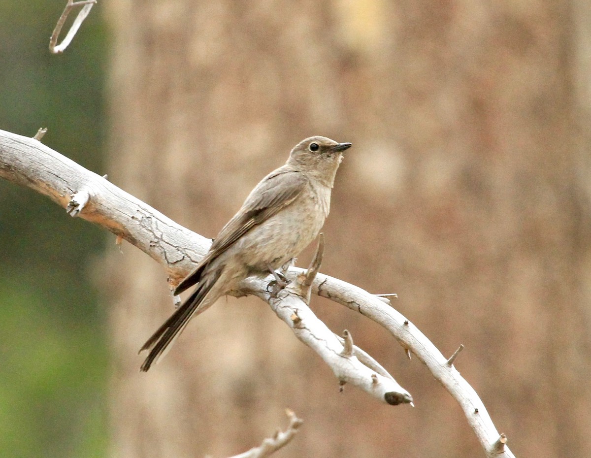 Townsend's Solitaire - ML109140421