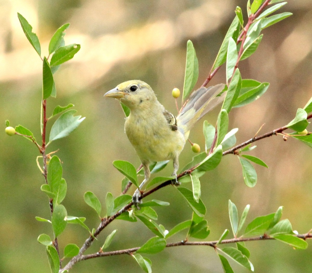 Western Tanager - ML109140571