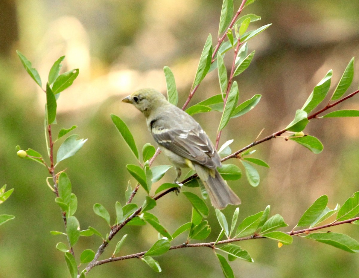 Western Tanager - ML109140591
