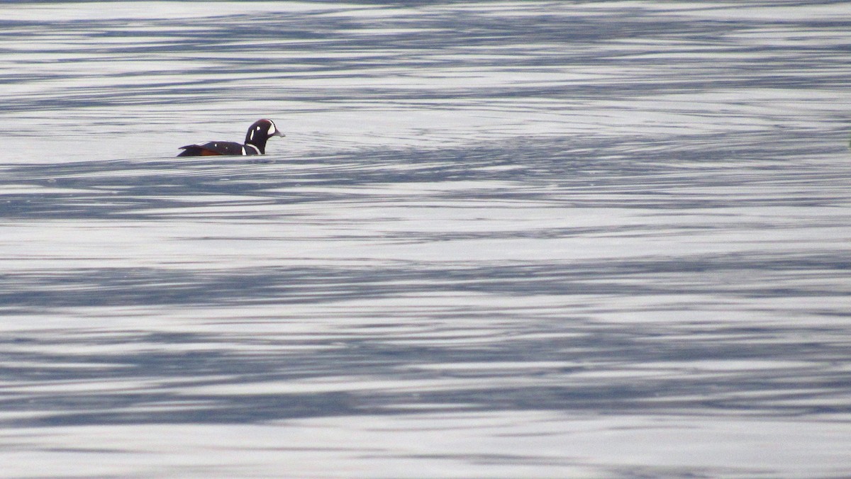 Harlequin Duck - ML109141021