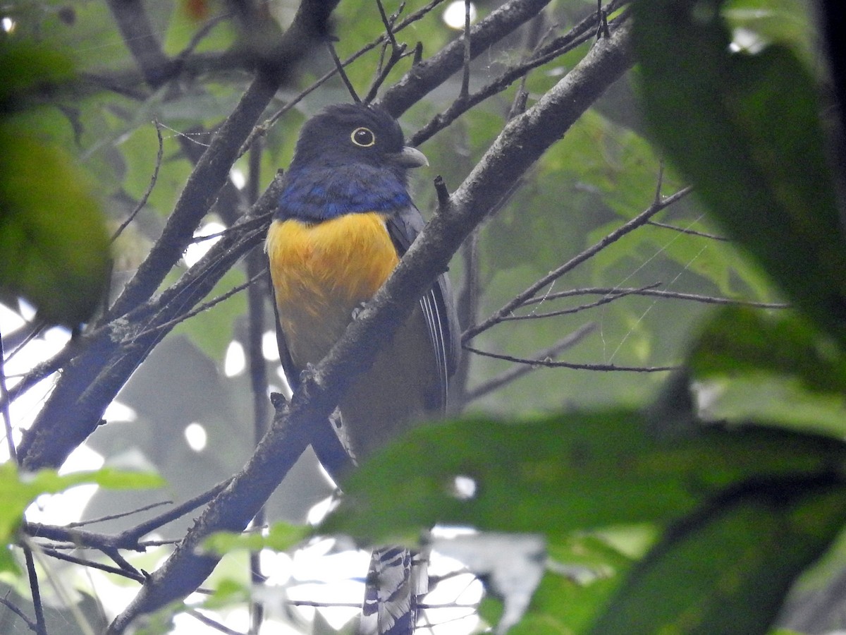 Gartered Trogon - ML109141391