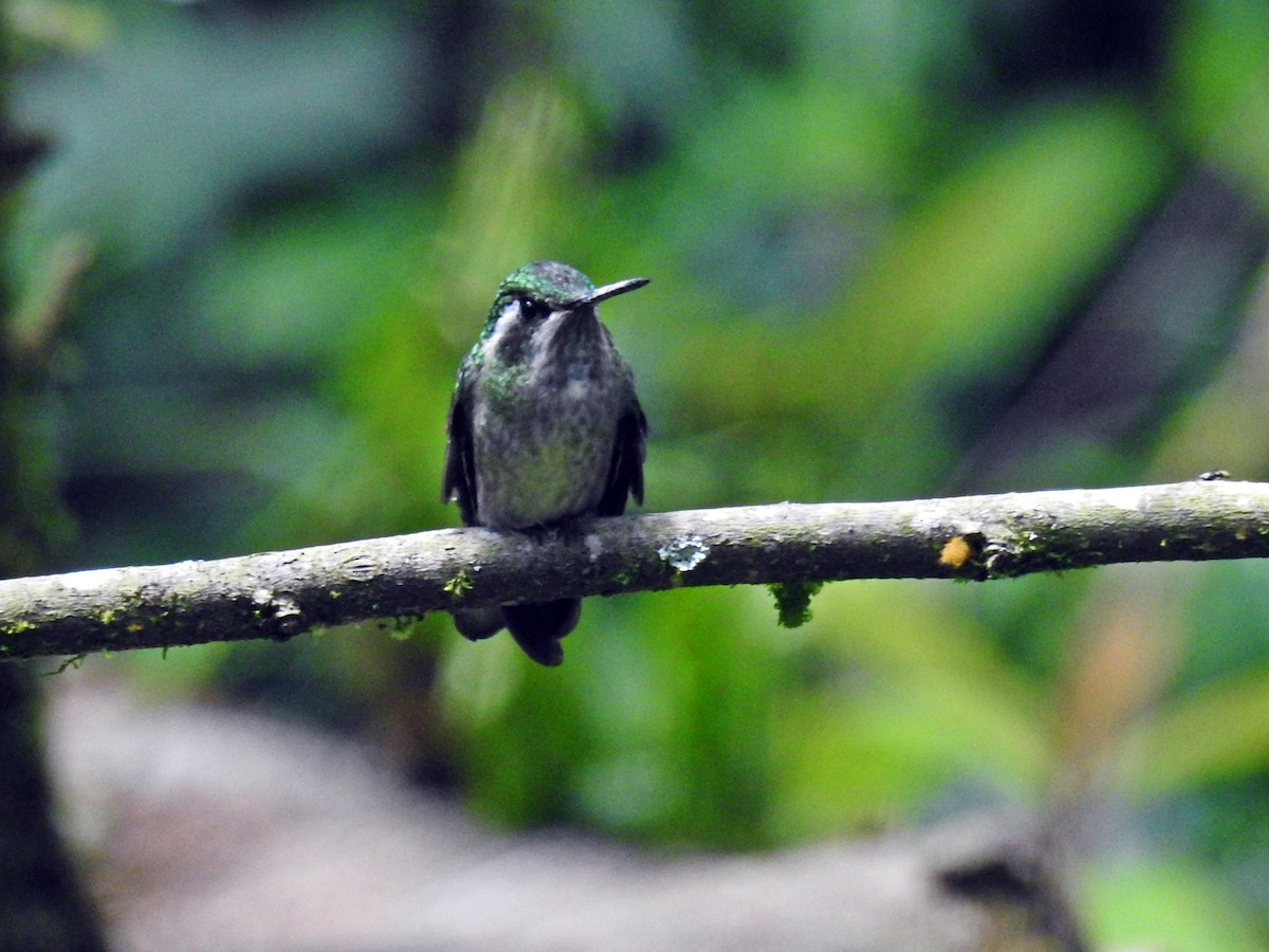 Green-throated Mountain-gem - ML109141511