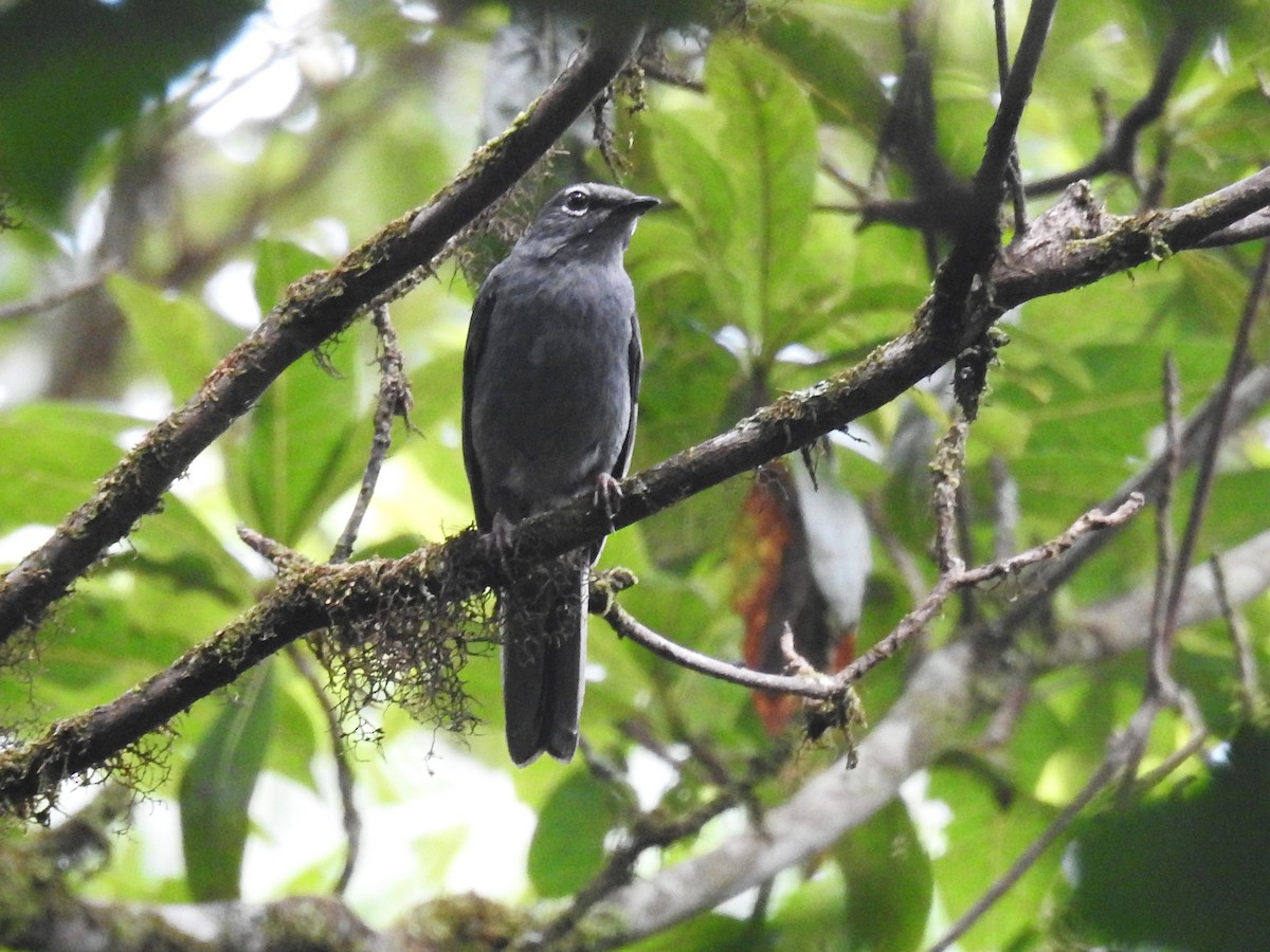 Slate-colored Solitaire - ML109141801