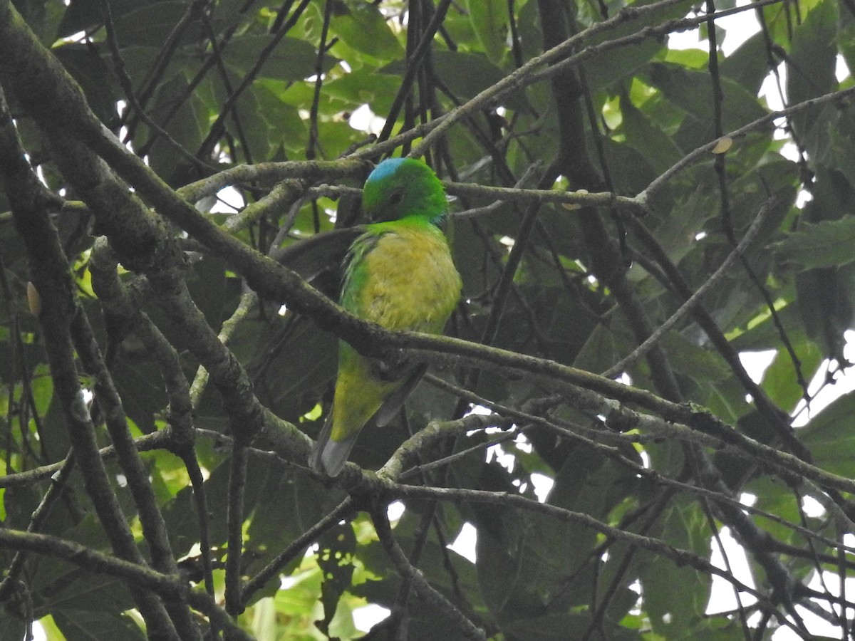 Blue-crowned Chlorophonia - ML109142061