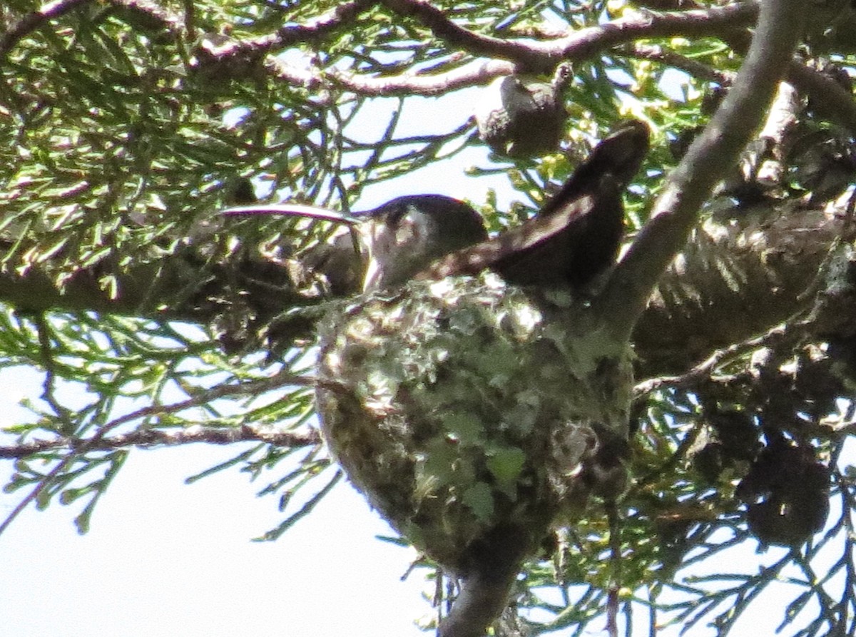 Colibri de Rivoli - ML109142731