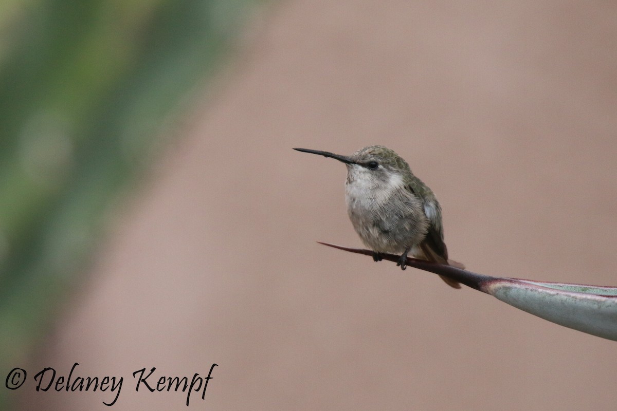 Costa's Hummingbird - Delaney Kempf