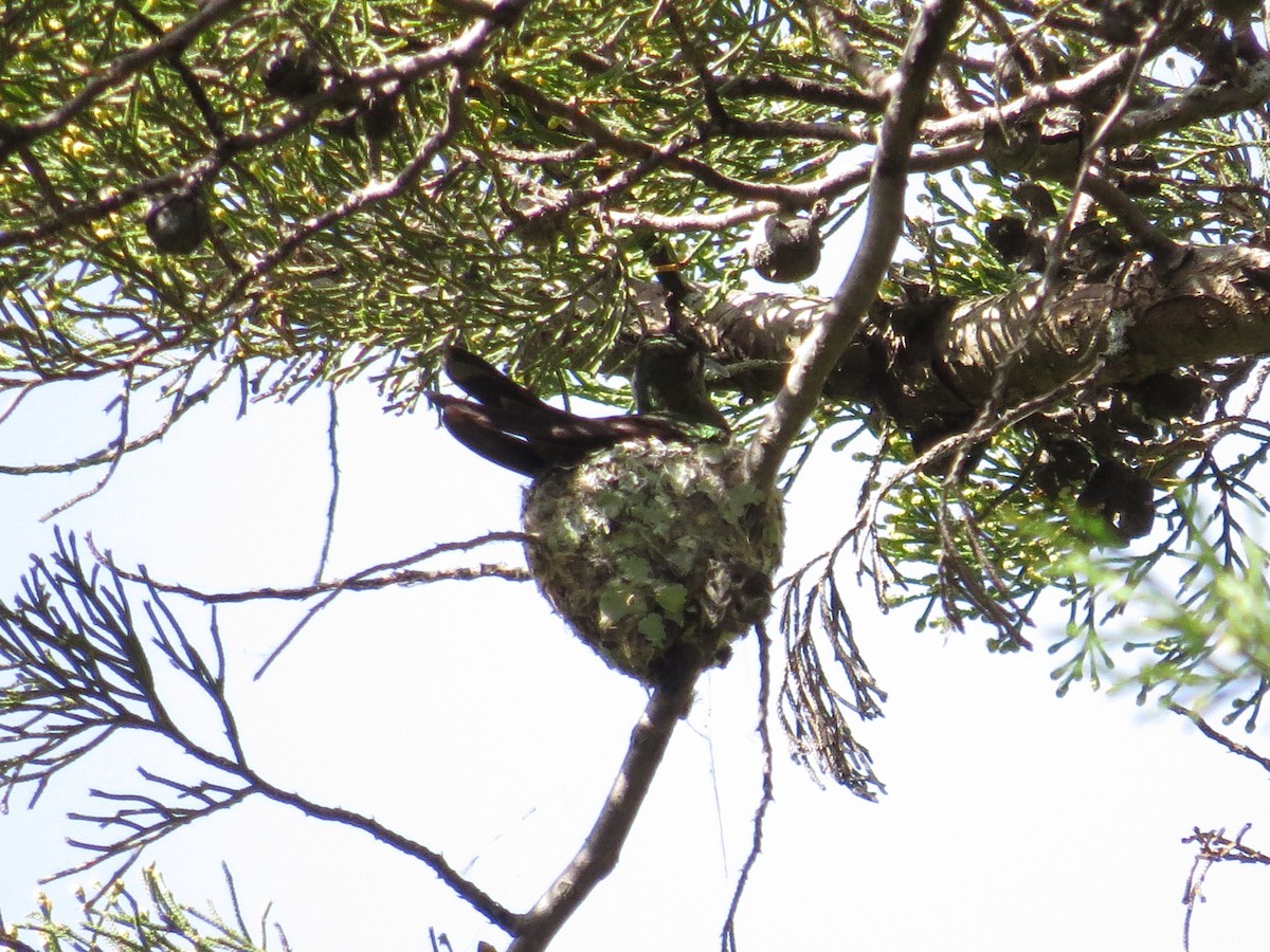 Colibrí Magnífico - ML109142851