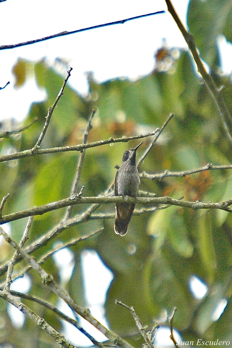 Brown Violetear - Juan Escudero