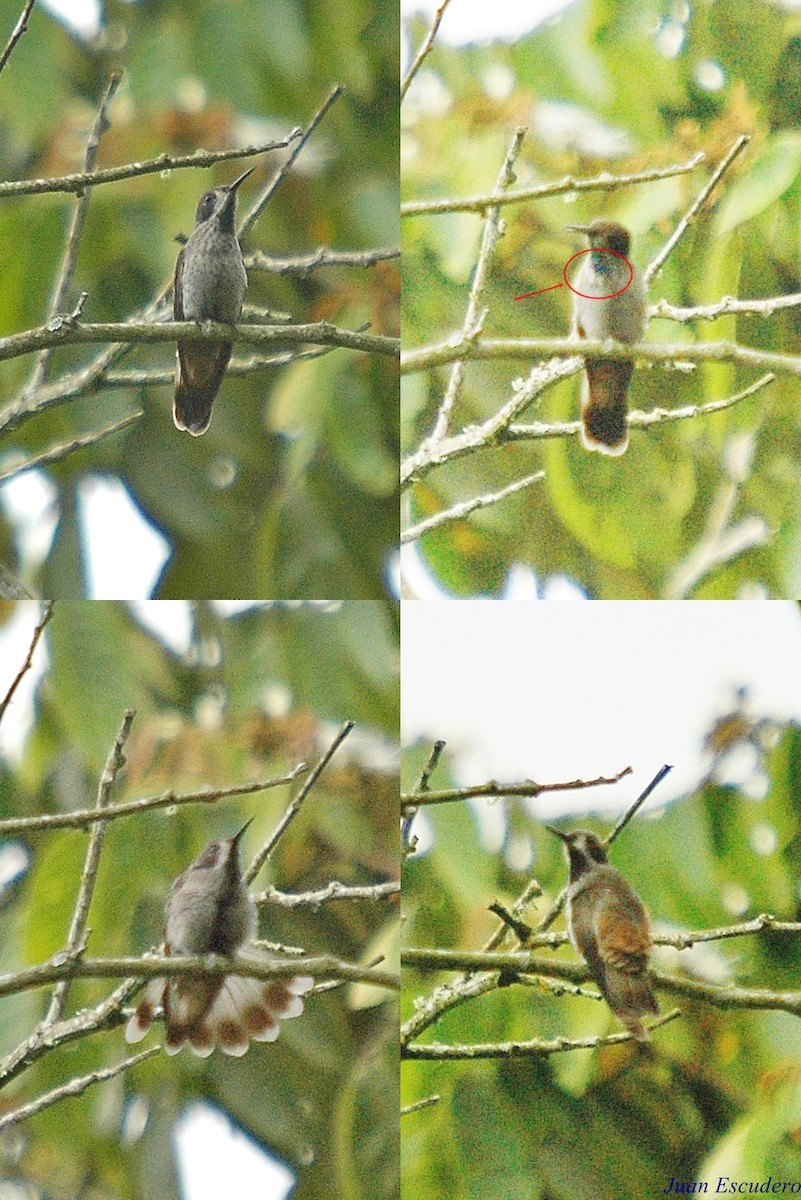 Brown Violetear - ML109143421