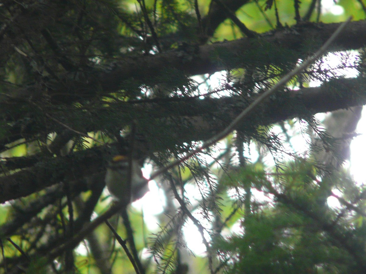 Golden-crowned Kinglet - ML109144181