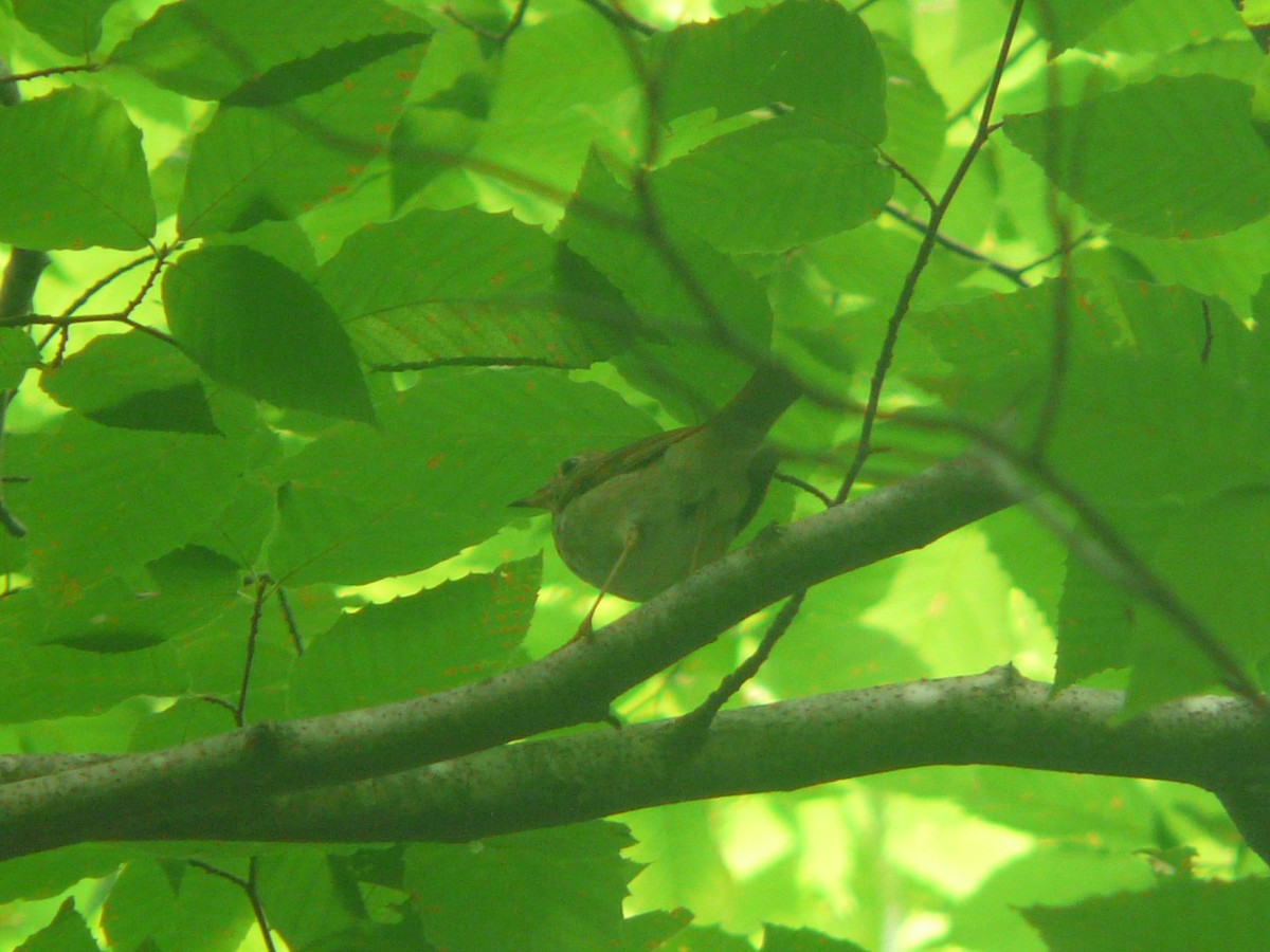 Hermit Thrush - ML109144211