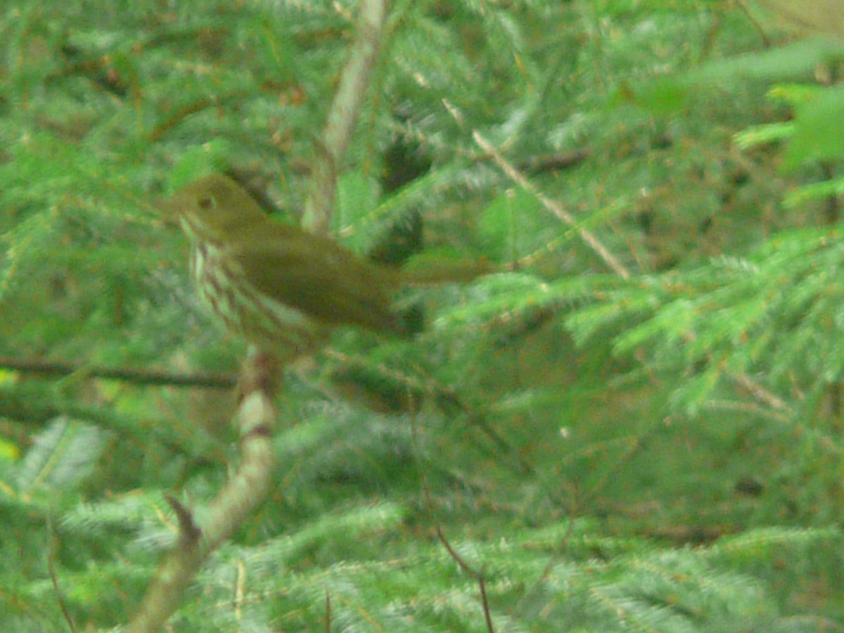 Ovenbird - ML109144411