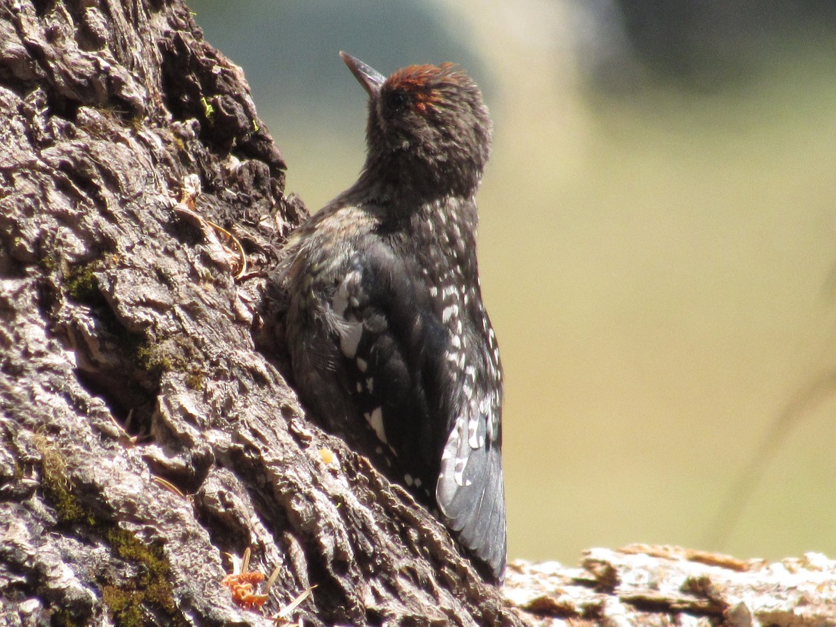 Red-breasted Sapsucker - Matthew Cozart