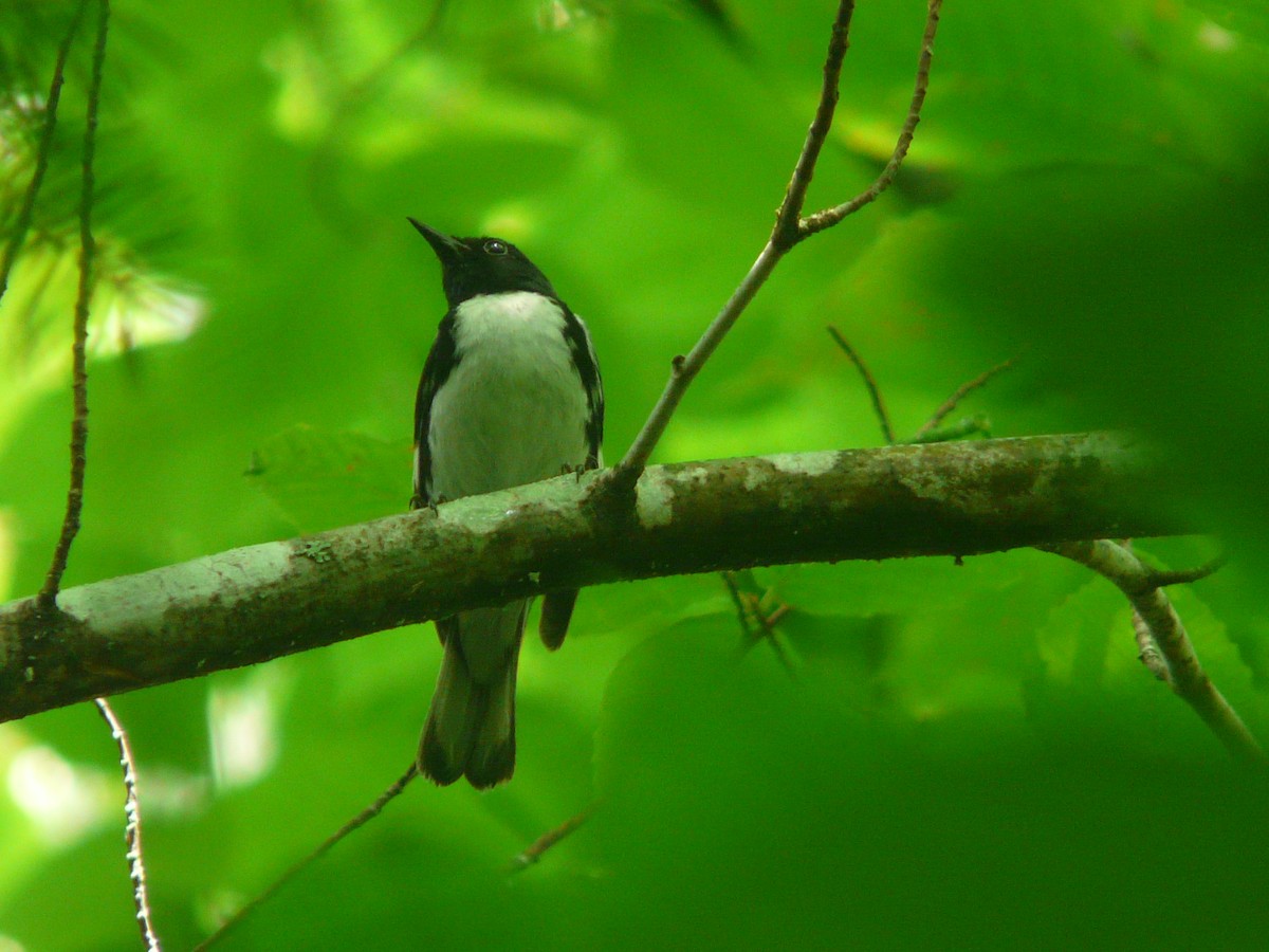 Black-throated Blue Warbler - ML109144561