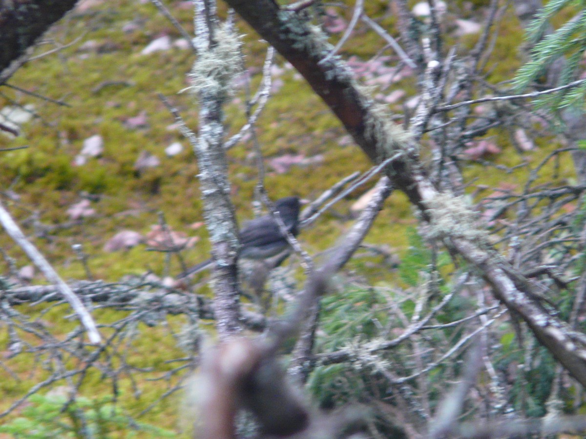 Dark-eyed Junco - ML109144731