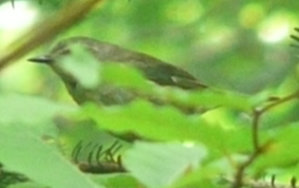 Black-throated Blue Warbler - ML109145071