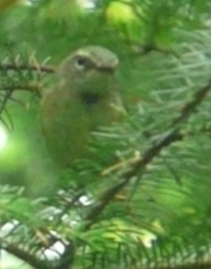 Black-throated Blue Warbler - ML109145081