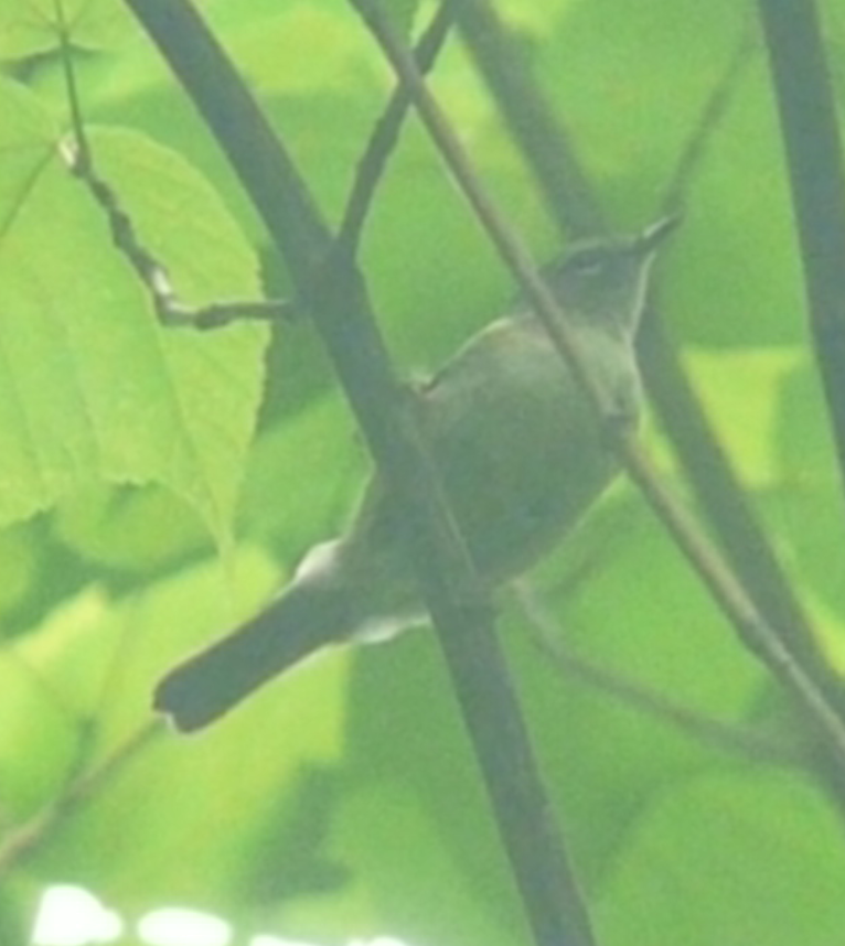 Black-throated Blue Warbler - ML109145091