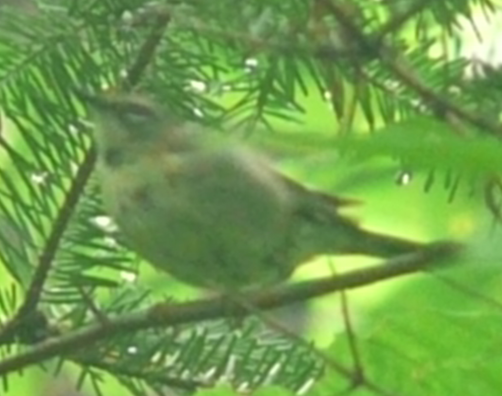 Black-throated Blue Warbler - ML109145131