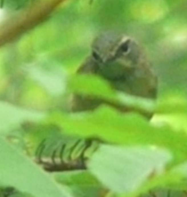 Black-throated Blue Warbler - ML109145141