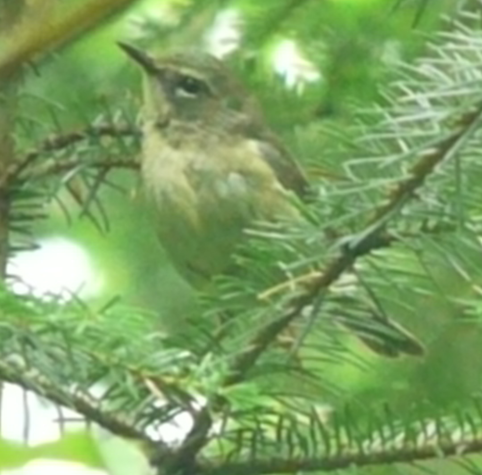 Black-throated Blue Warbler - ML109145151