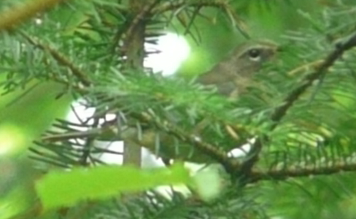 Black-throated Blue Warbler - ML109145161