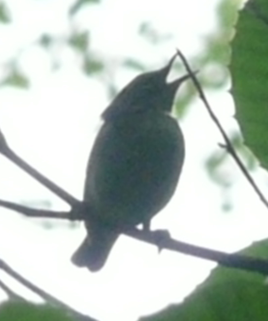 Black-throated Blue Warbler - ML109145171