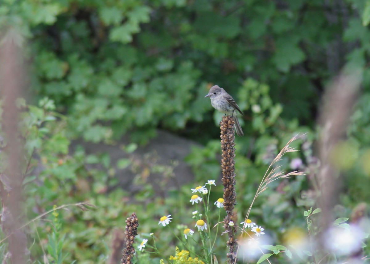 Dusky Flycatcher - ML109145461