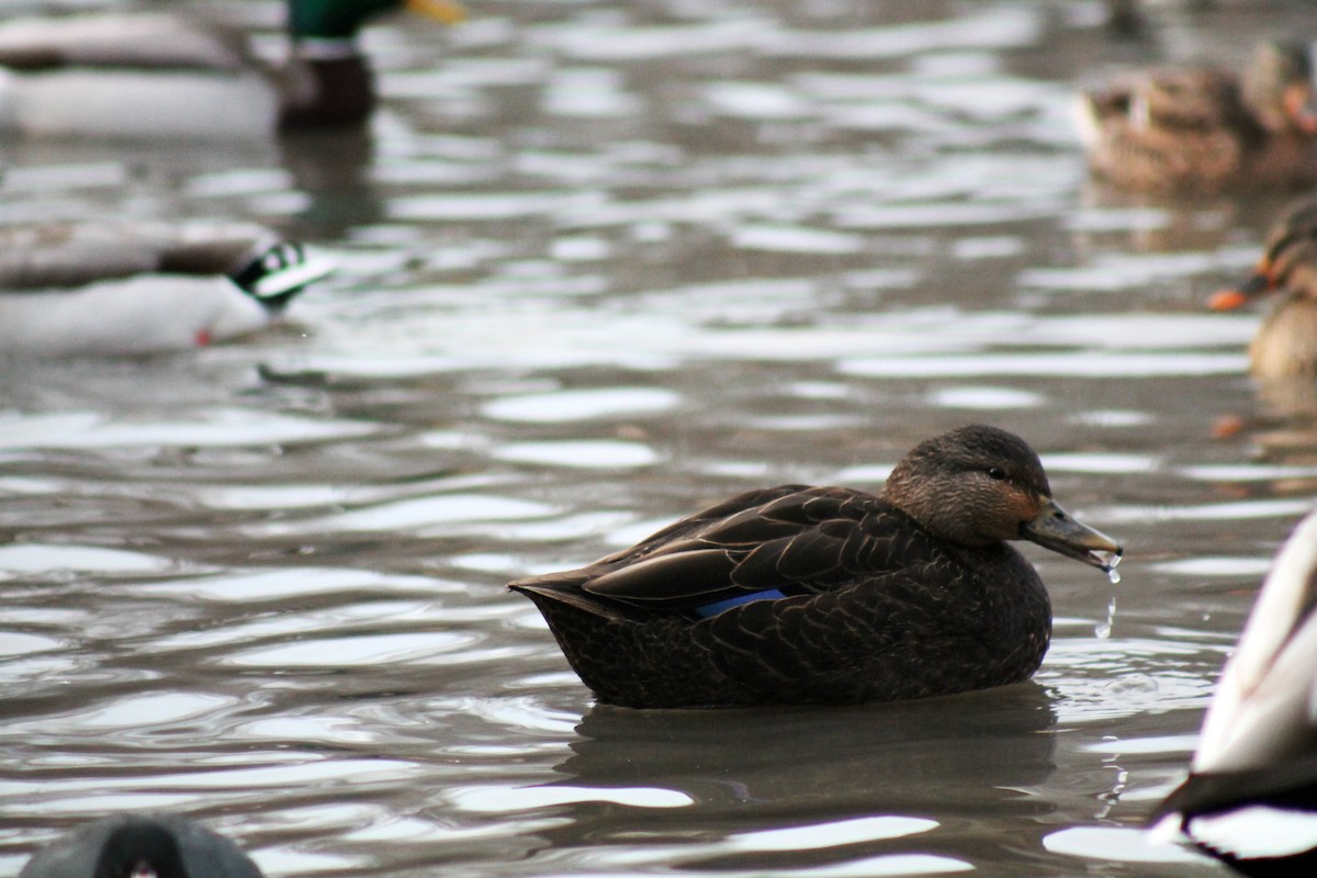 American Black Duck - ML109145781