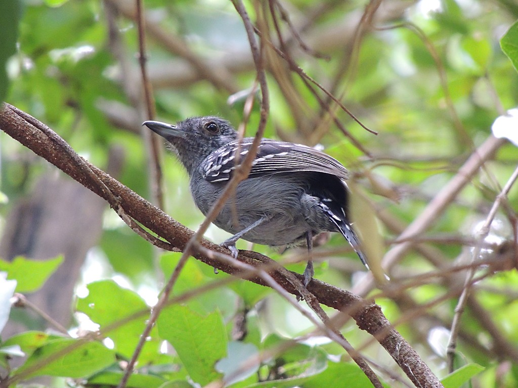 Black-crowned Antshrike - ML109146031