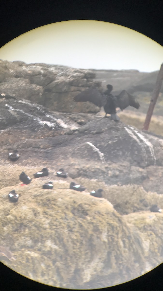 Black Guillemot - ML109146281