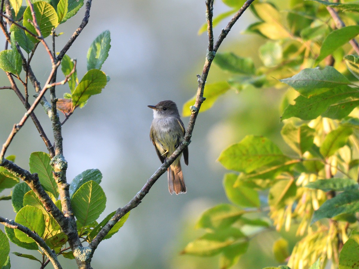 Willow Flycatcher - ML109148461