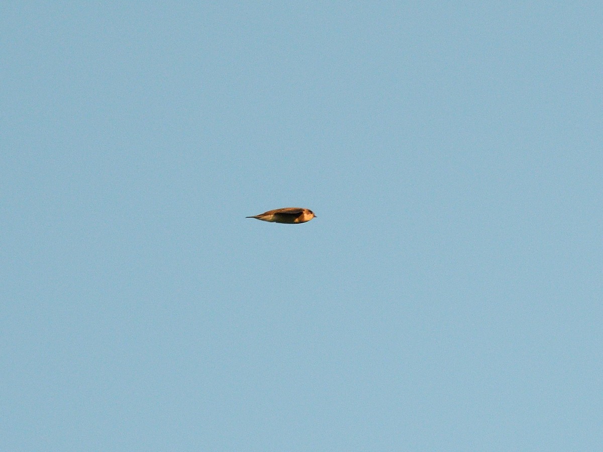 Bank Swallow - ML109148471