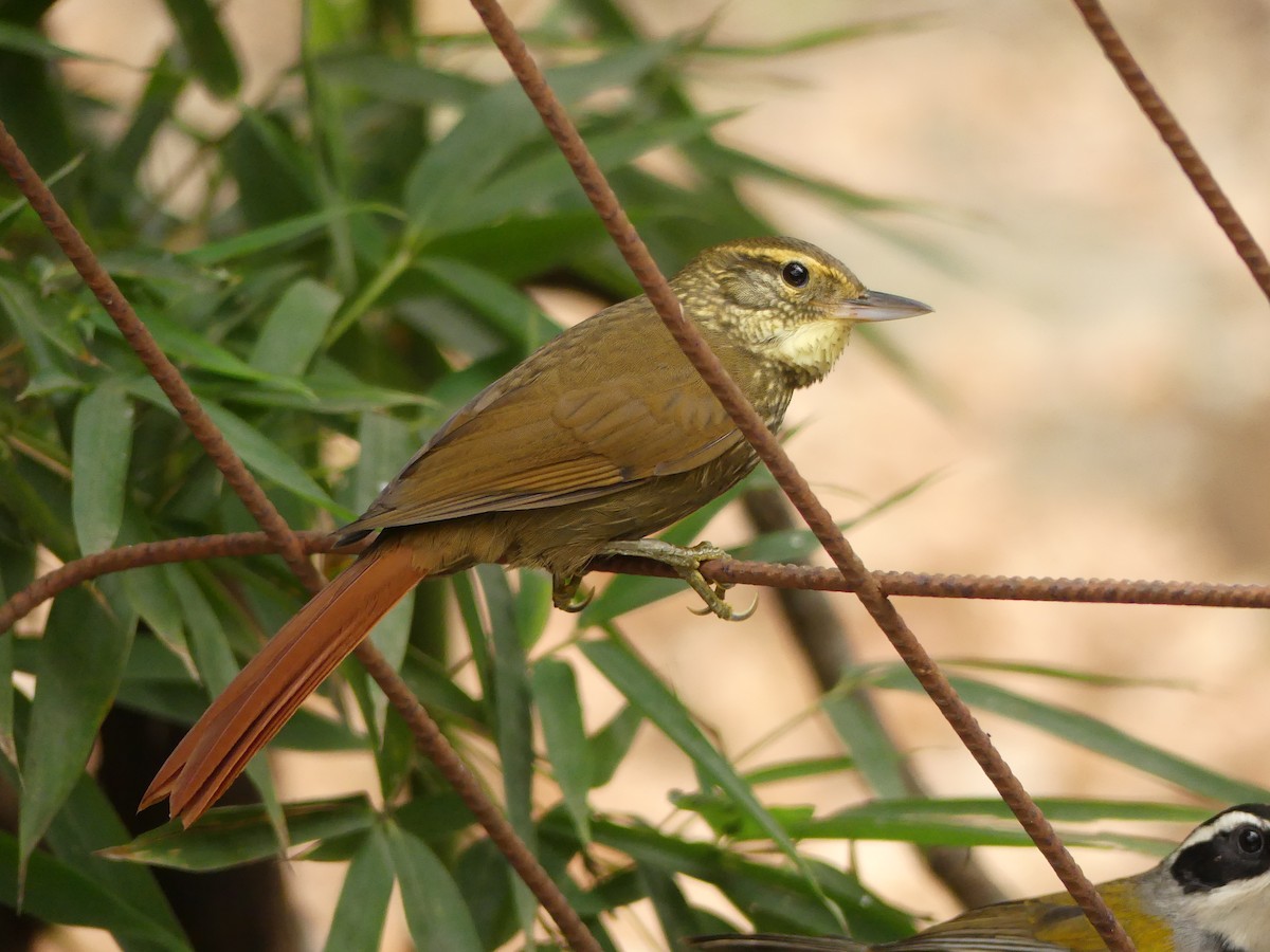 Buff-browed Foliage-gleaner - ML109148481