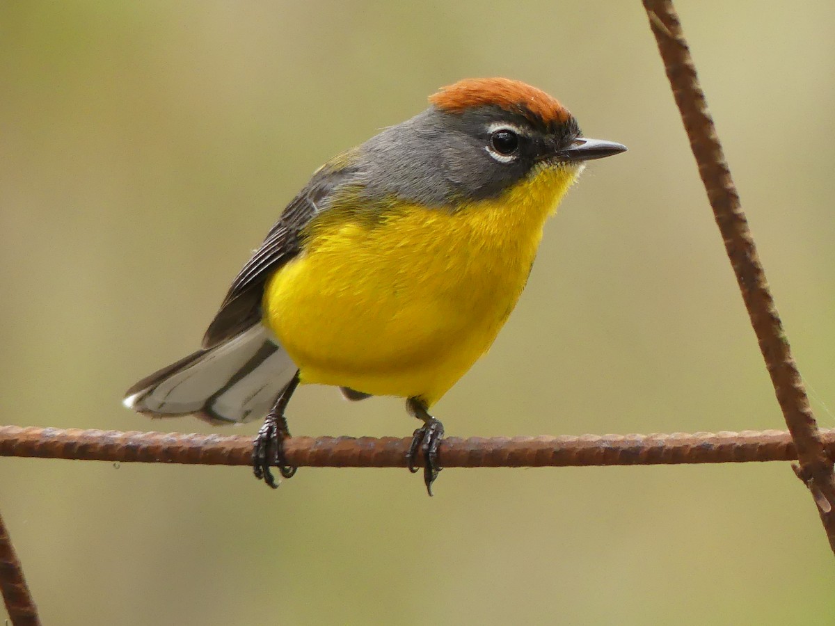 Brown-capped Redstart - Jorge  Quiroga