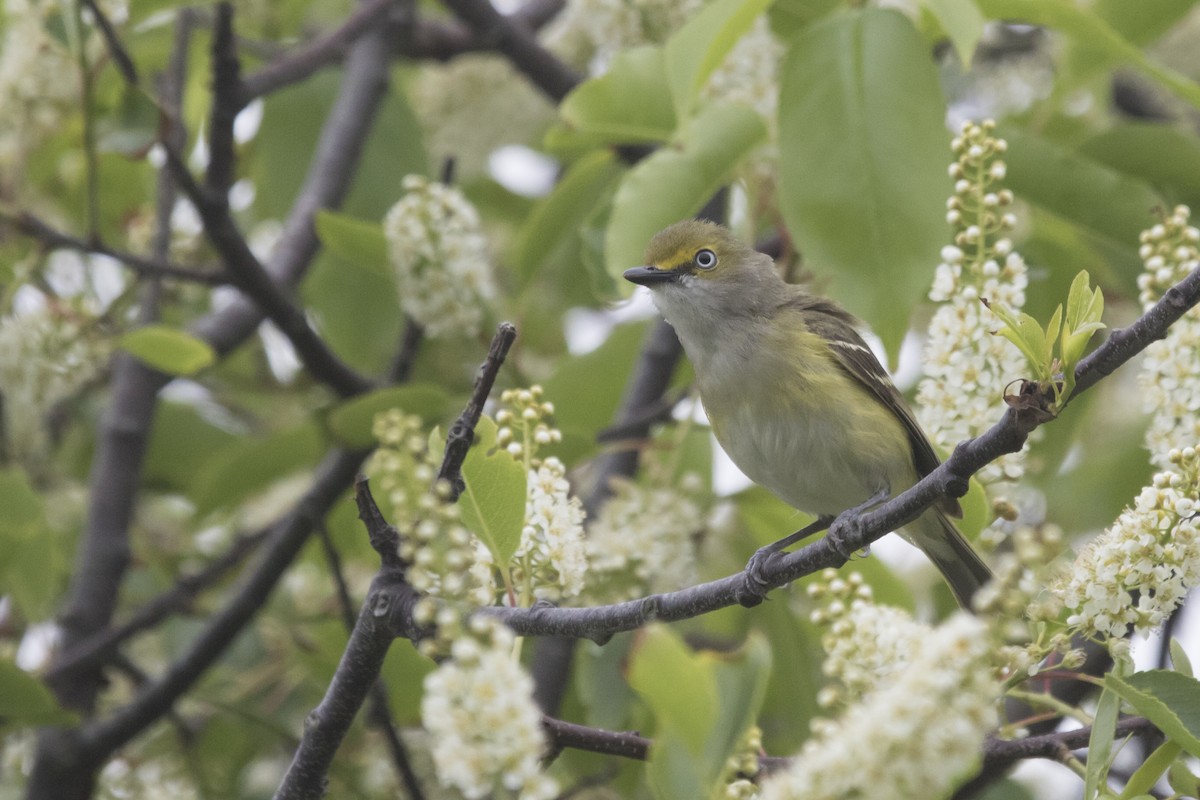 White-eyed Vireo - ML109148641