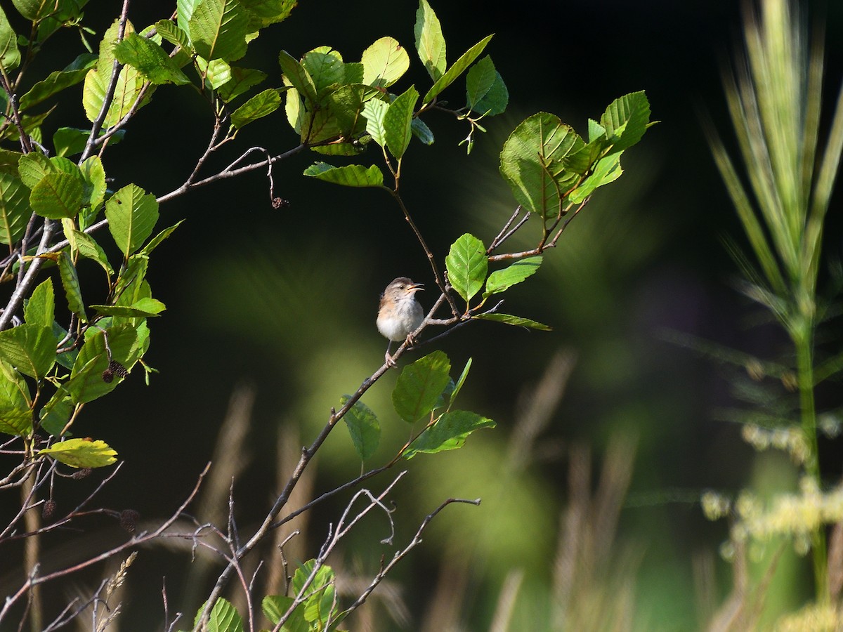 Marsh Wren - ML109148771