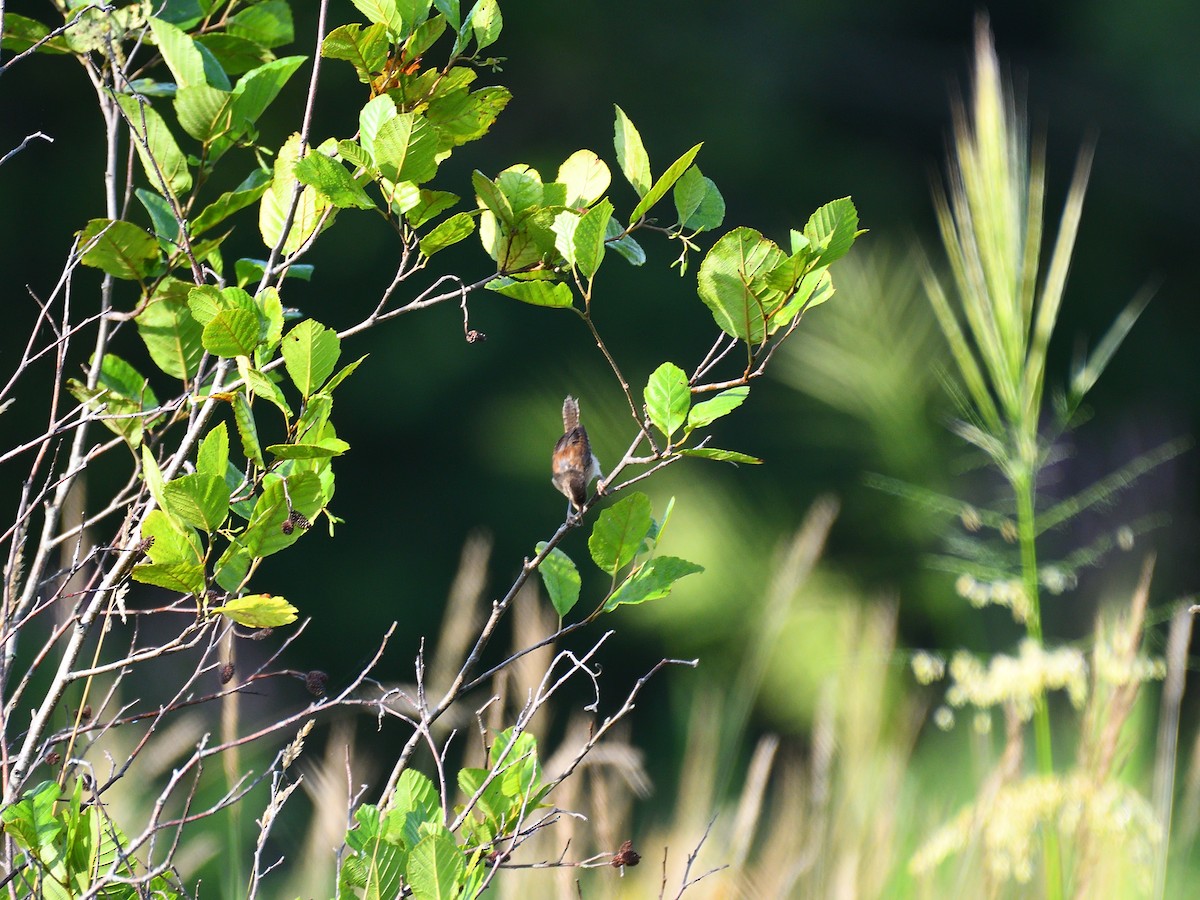 Marsh Wren - ML109148781